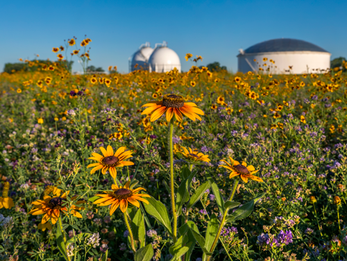 Wildflowers near refinery Wildflowers near refinery